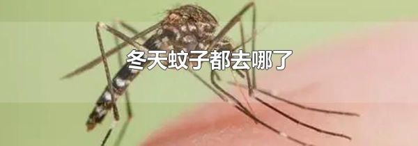 冬天蚊子都去哪了