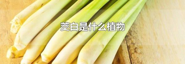 茭白是什么植物