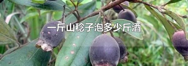 一斤山稔子泡多少斤酒