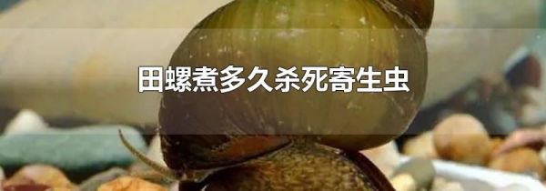 田螺煮多久杀死寄生虫