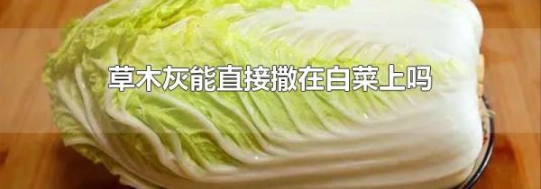 草木灰能直接撒在白菜上吗