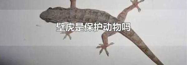 壁虎是保护动物吗