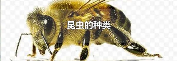 昆虫的种类