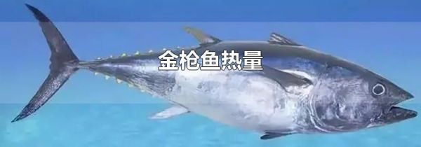 金枪鱼热量