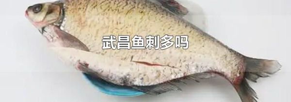 武昌鱼刺多吗