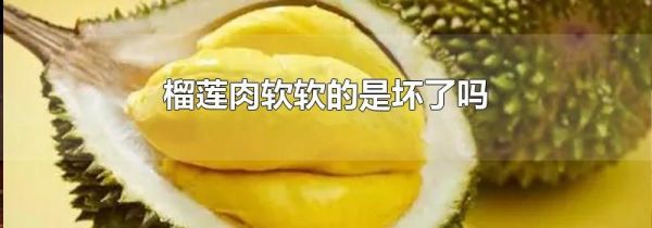 榴莲肉软软的是坏了吗
