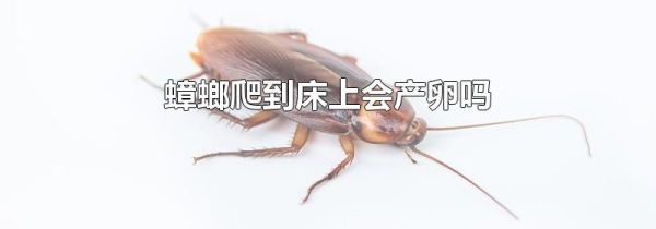 蟑螂爬到床上会产卵吗