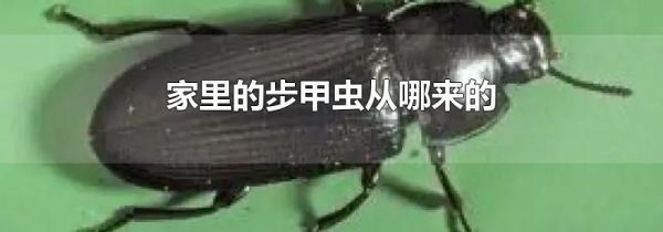 家里的步甲虫从哪来的