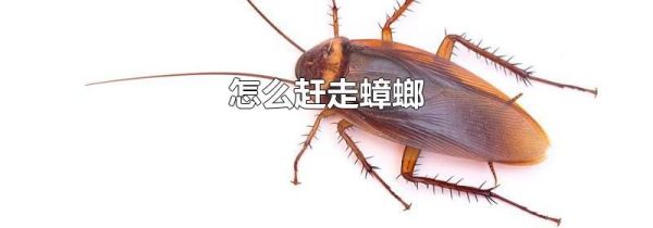 怎么赶走蟑螂