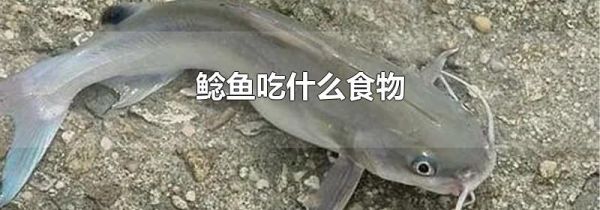 鲶鱼吃什么食物