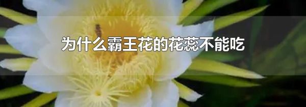 为什么霸王花的花蕊不能吃
