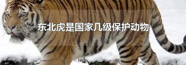 东北虎是国家几级保护动物