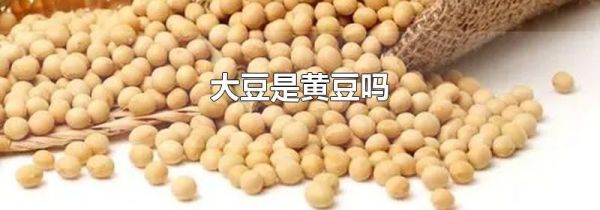 大豆是黄豆吗