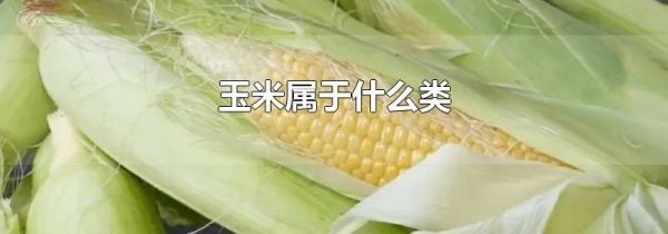 玉米属于什么类