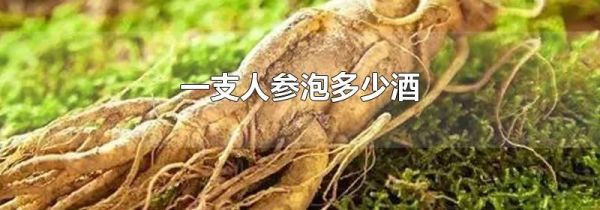 一支人参泡多少酒