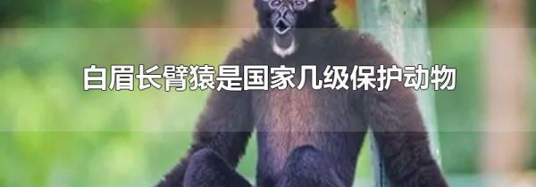 白眉长臂猿是国家几级保护动物