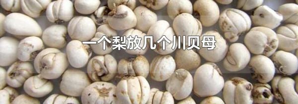 一个梨放几个川贝母