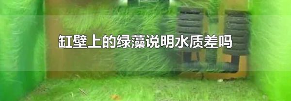 缸壁上的绿藻说明水质差吗