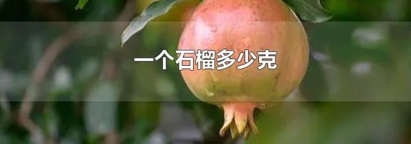 一个石榴多少克