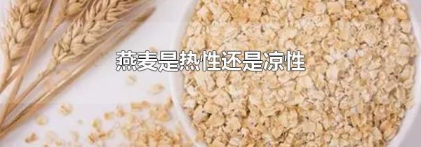 燕麦是热性还是凉性