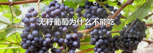 无籽葡萄为什么不能吃