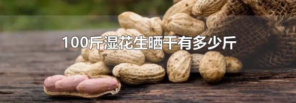 100斤湿花生晒干有多少斤