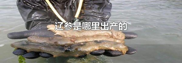 辽参是哪里出产的