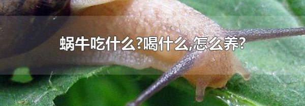 蜗牛吃什么?喝什么,怎么养?