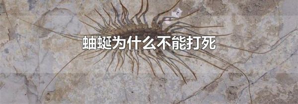 蚰蜒为什么不能打死