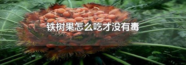 铁树果怎么吃才没有毒