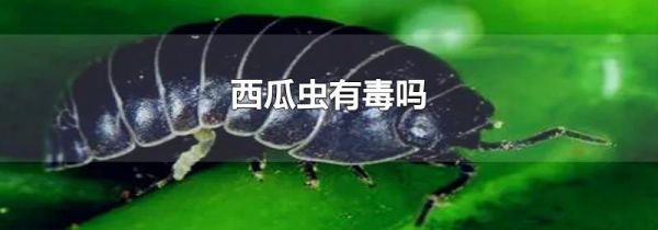 西瓜虫有毒吗