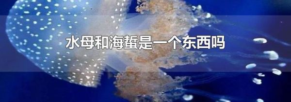 水母和海蜇是一个东西吗