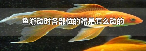 鱼游动时各部位的鳍是怎么动的