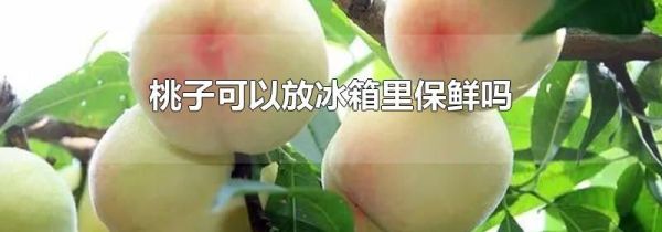 桃子可以放冰箱里保鲜吗