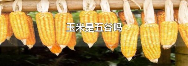 玉米是五谷吗