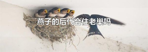 燕子的后代会住老巢吗