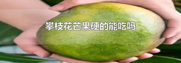 攀枝花芒果硬的能吃吗