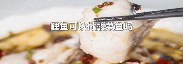鲤鱼可以做酸菜鱼吗