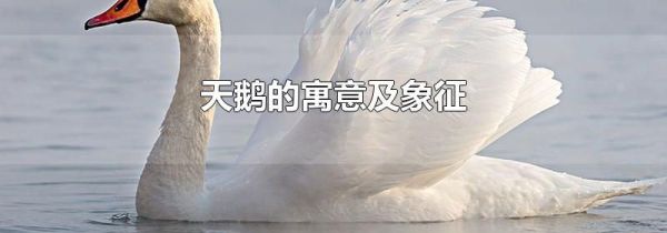 天鹅的寓意及象征