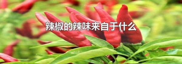 辣椒的辣味来自于什么