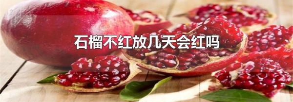 石榴不红放几天会红吗