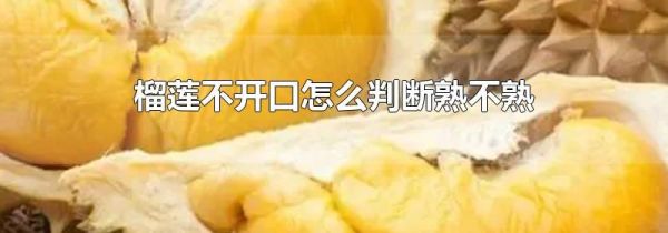 榴莲不开口怎么判断熟不熟