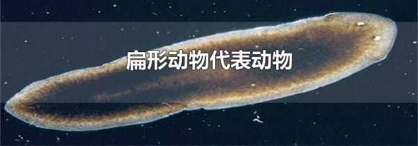 扁形动物代表动物