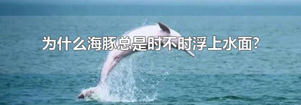 为什么海豚总是时不时浮上水面?