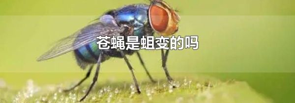 苍蝇是蛆变的吗