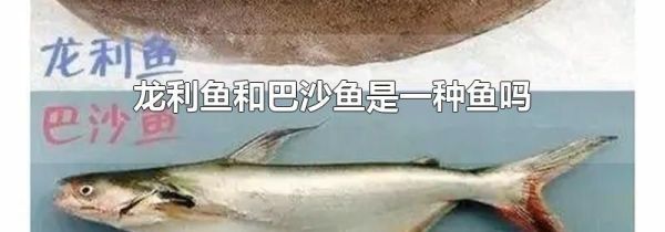 龙利鱼和巴沙鱼是一种鱼吗