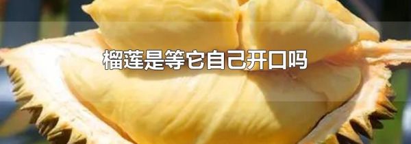 榴莲是等它自己开口吗