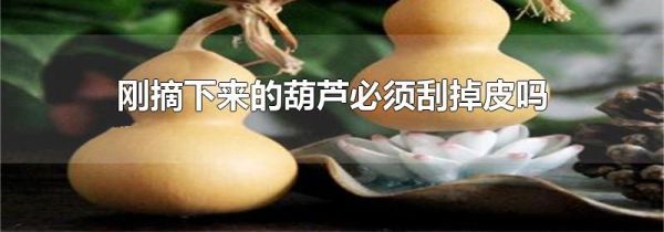 刚摘下来的葫芦必须刮掉皮吗