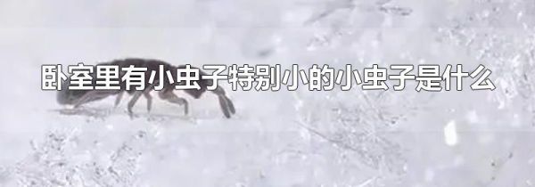 卧室里有小虫子特别小的小虫子是什么