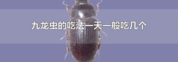 九龙虫的吃法一天一般吃几个